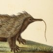 A watercolour image from 1827 of an echidna. This depiction is not accurate with what we know echidnas to look like in real life.