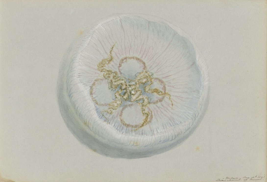 Painting of the underside of a white jellyfish